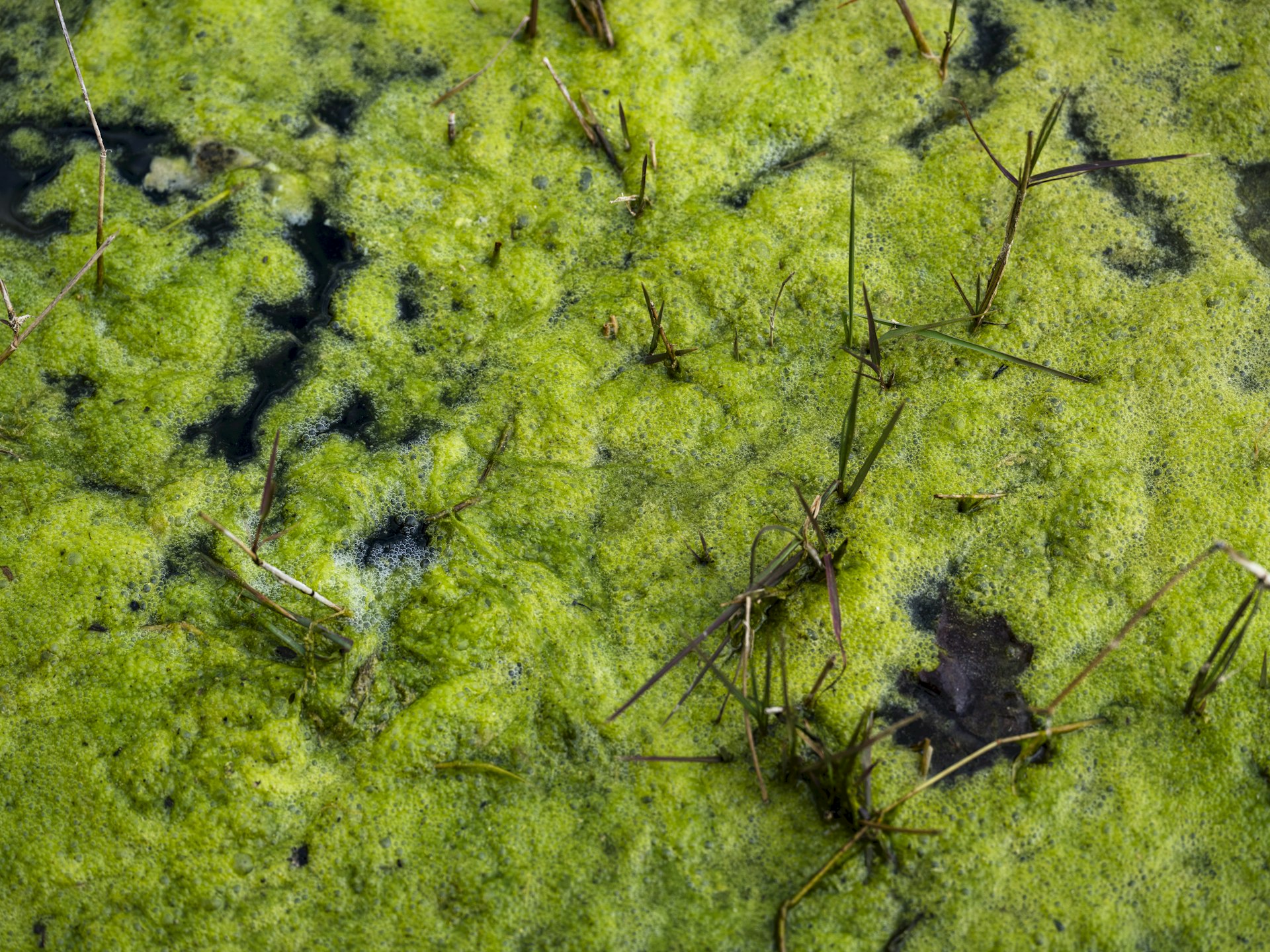 Pond with aquatic vegetation and weeds